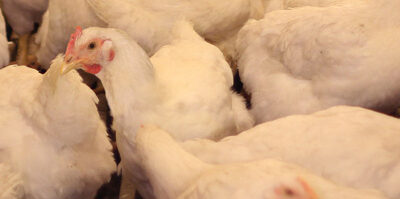 Control de Salmonella en gallinas: implicaciones en salud pública