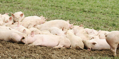 El USDA refuerza su vigilancia ante el riesgo de la entrada de peste porcina africana