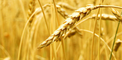 Récord de producción de cereales en las zonas húmedas frente a casi mínimos históricos en las zonas secas