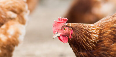 Confirmado un brote de gripe aviar en Reino Unido