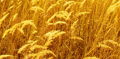 El sector de piensos y cereales en Europa reclama a la CE que se les considere esenciales