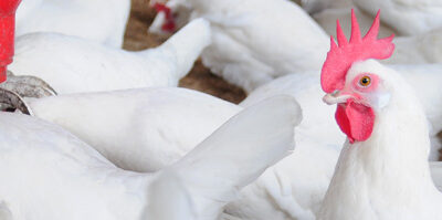 Brote de influenza aviar en una granja de pavos de Alemania