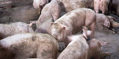 China registra un rebrote de casos de peste porcina africana